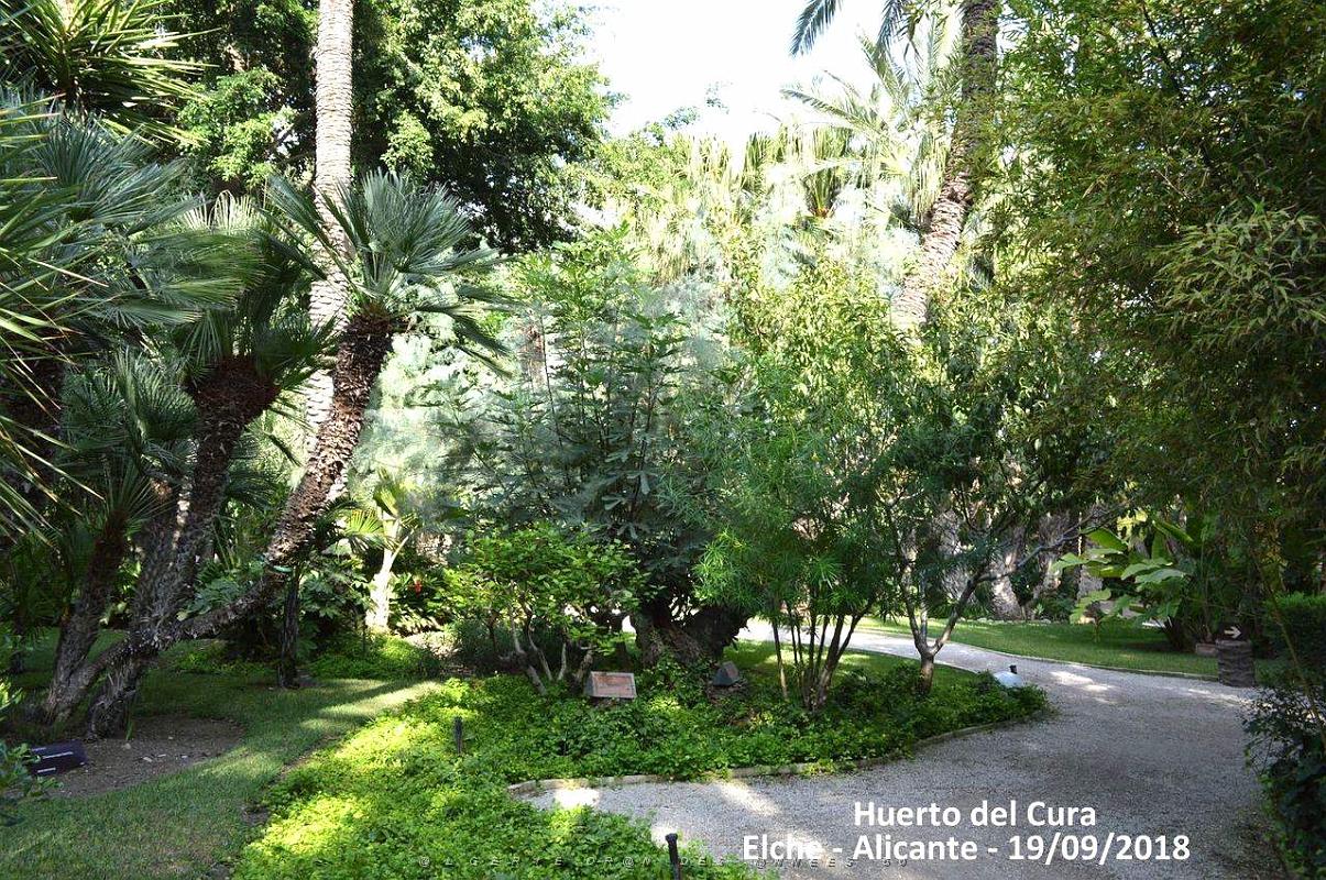 19 ELCHE HUERTO DEL CURA (47).JPG